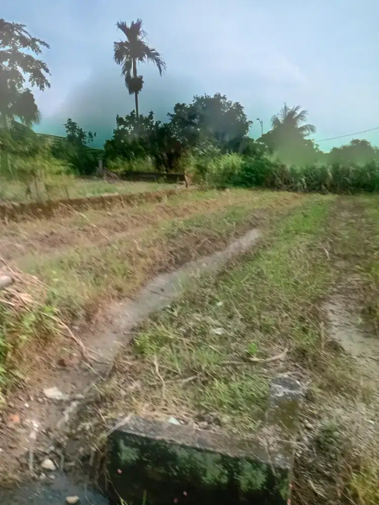 Di Jual Tanah Simalingkar B - SHM