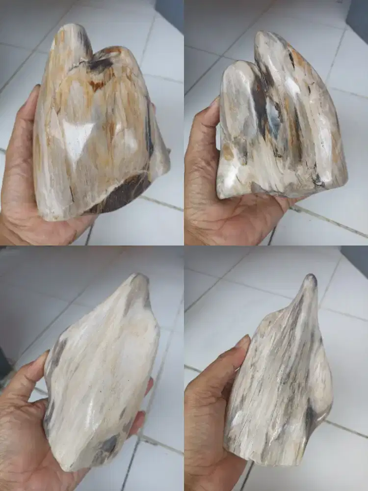 Pajangan Fosil Kelor Cantik