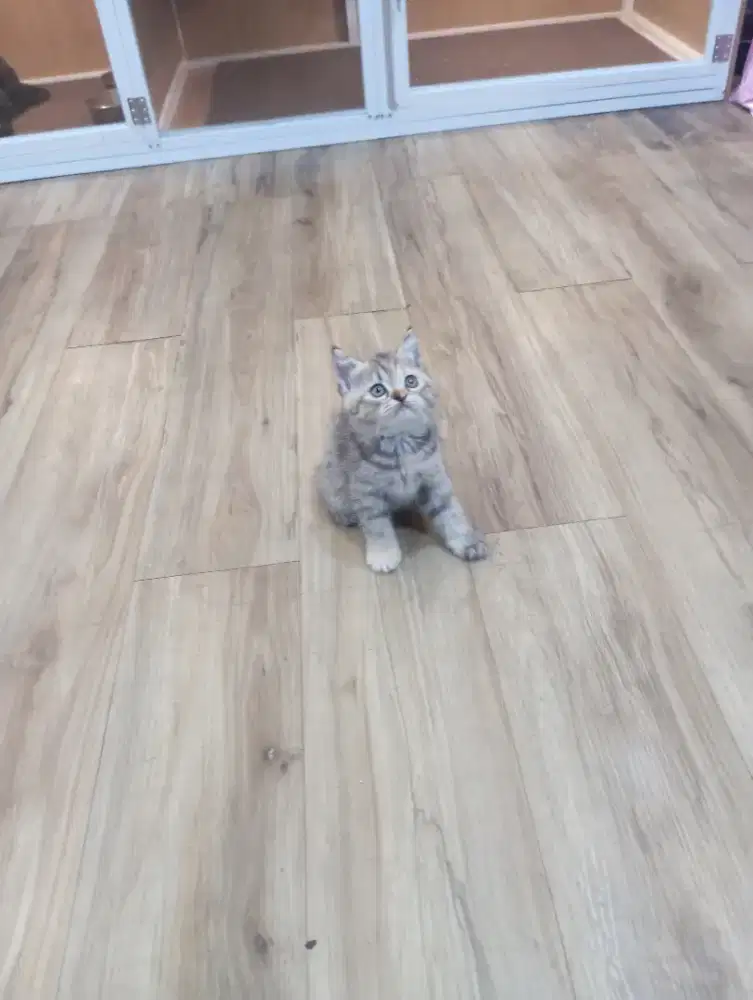 Kitten Scottish straight betina