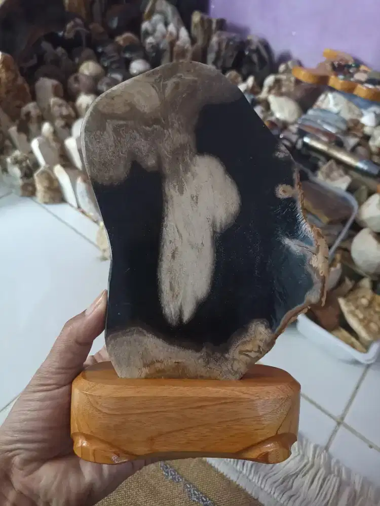 Pajangan Fosil Kelor Cakep