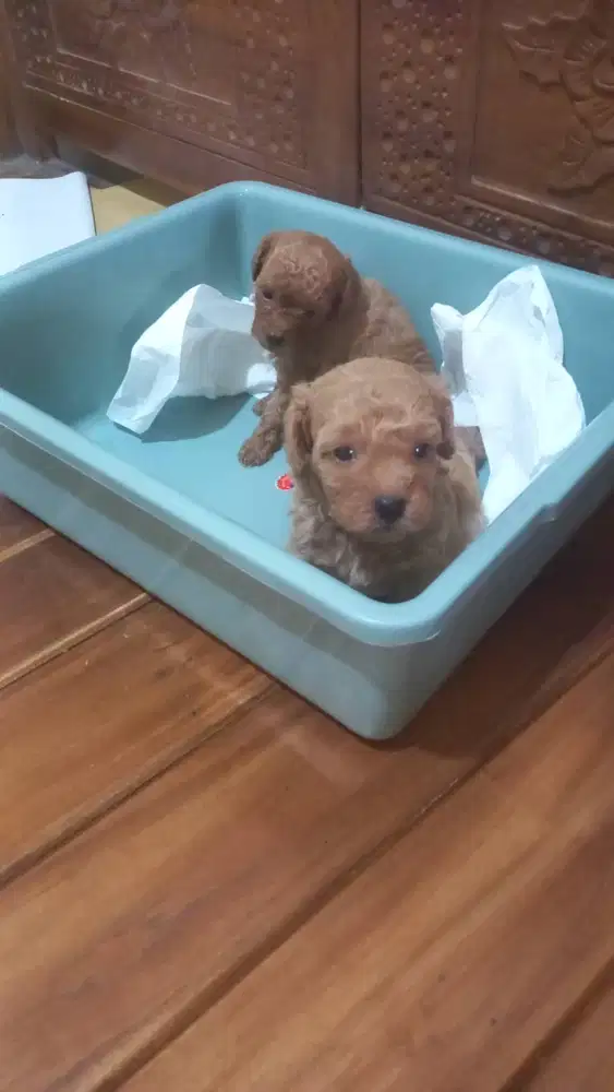Poodle jantan 2 ekor non stb murmerr