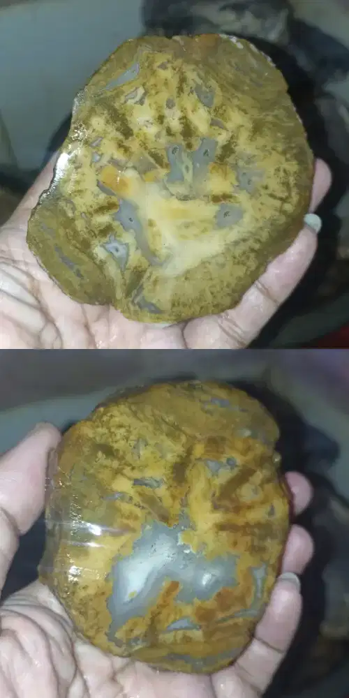 Fosil Kelor Full Crystal (Unik & Langka)