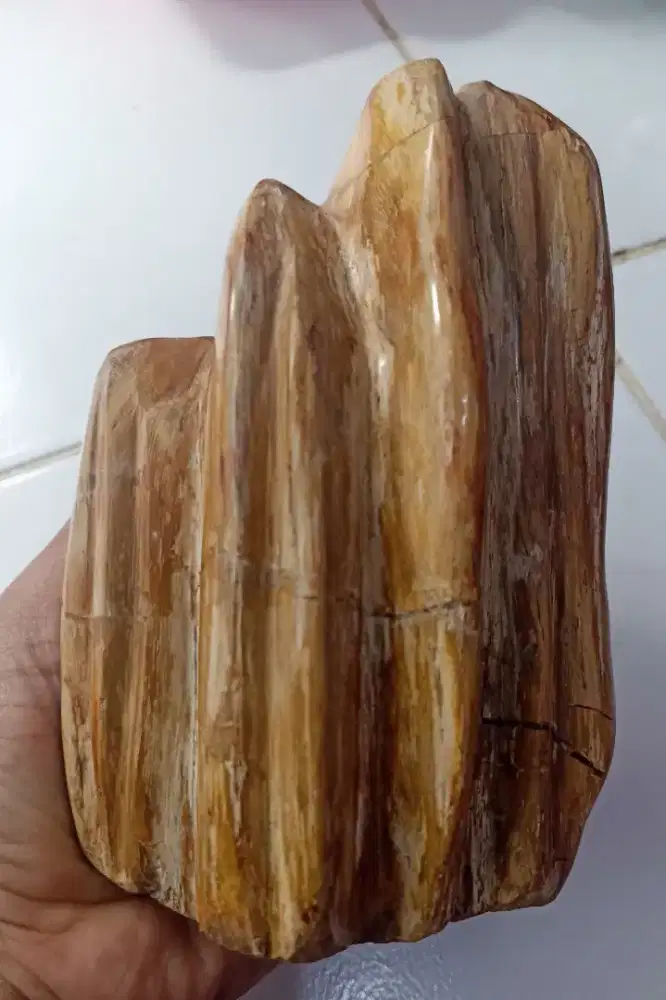 Pajangan Fosil Kayu Cakep