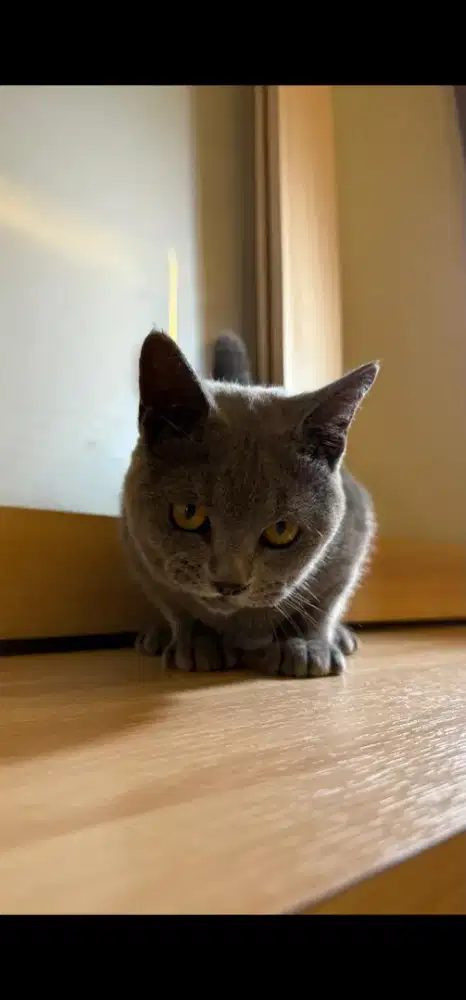 KUCING BSH BLUE SOLID JANTAN