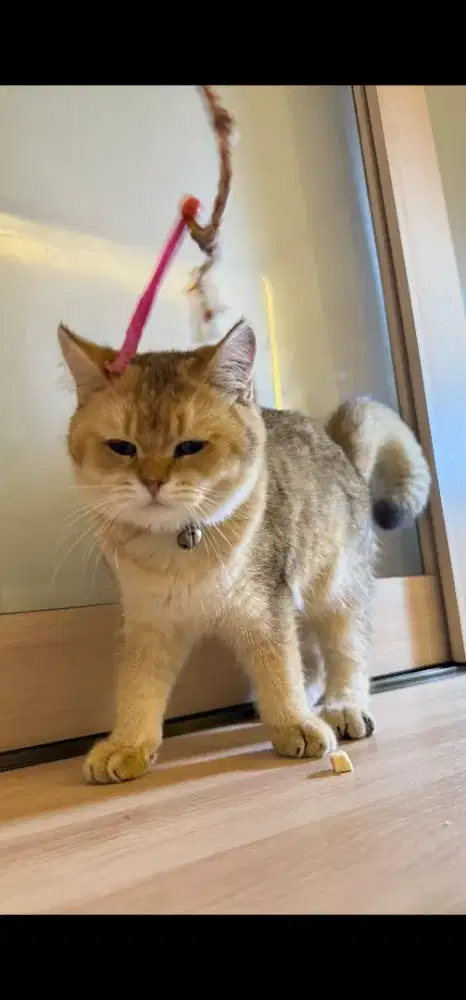 BSH GOLDEN JANTAN NY11