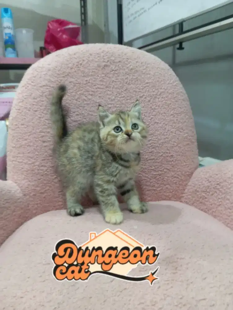 Kitten Scottish straight