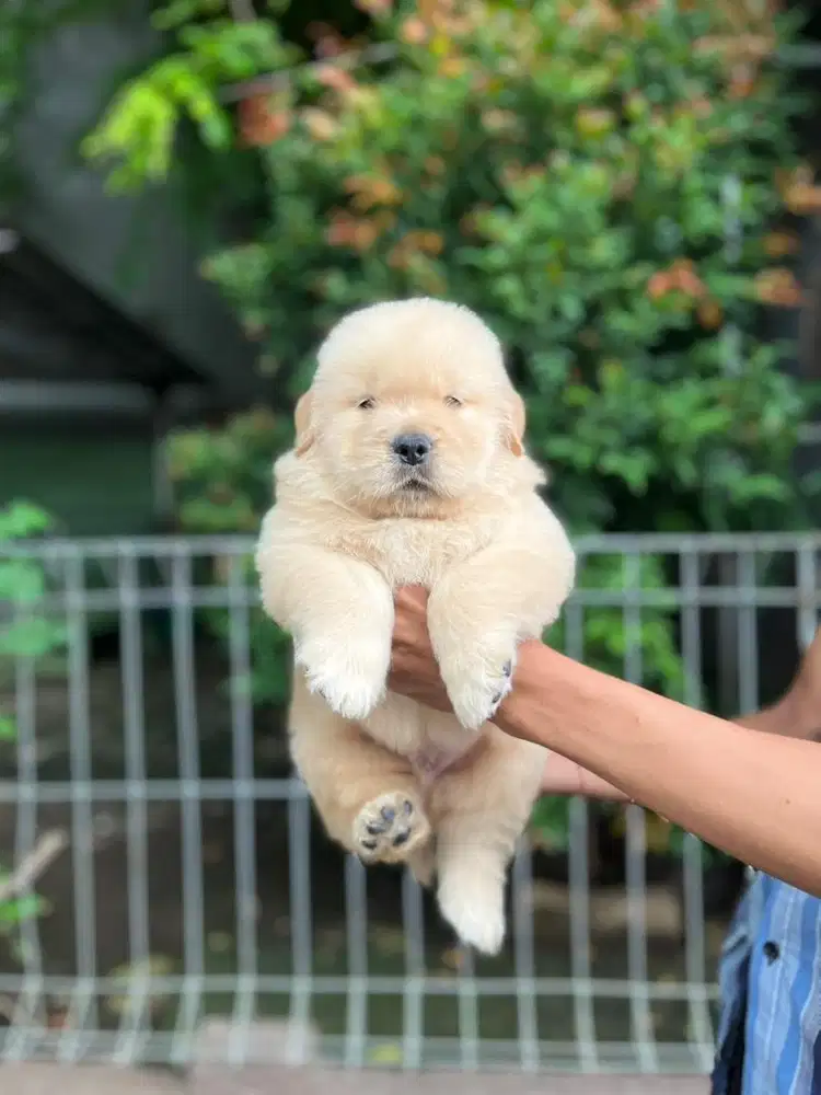 Sale golden retriever high quality
