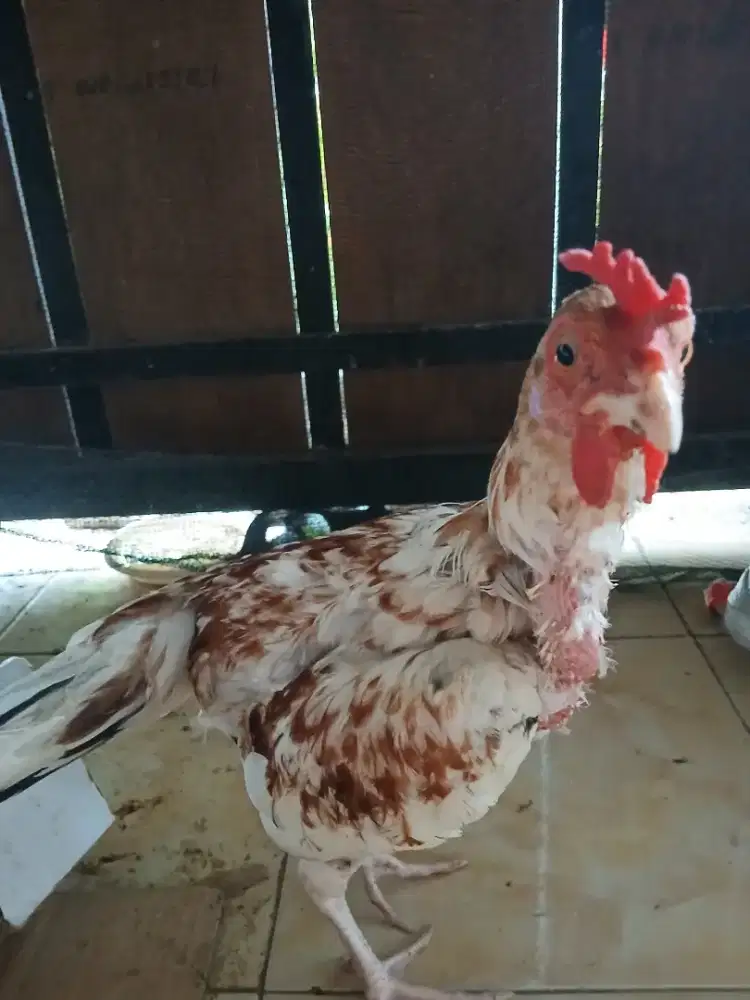 Ayam ketawa jantan umur 3 bulan