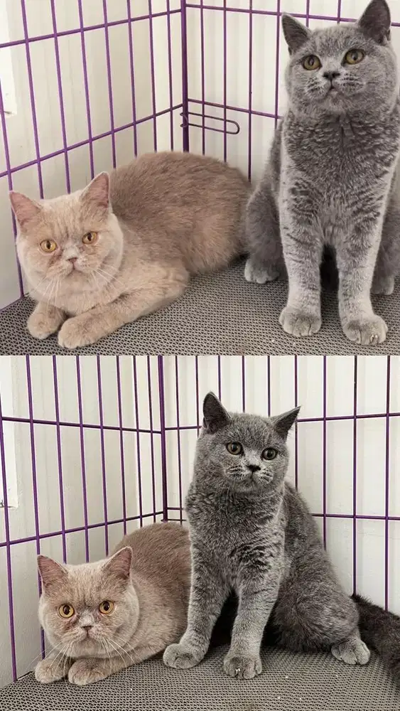 Kitten british short hair