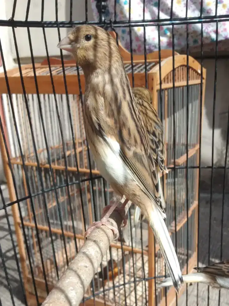 Paud Jantan mulus no minus