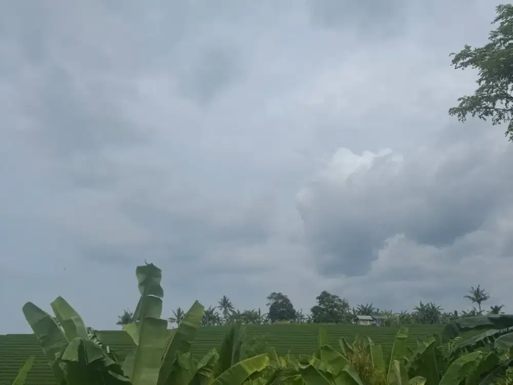 Tanah pinggir jalan provinsi