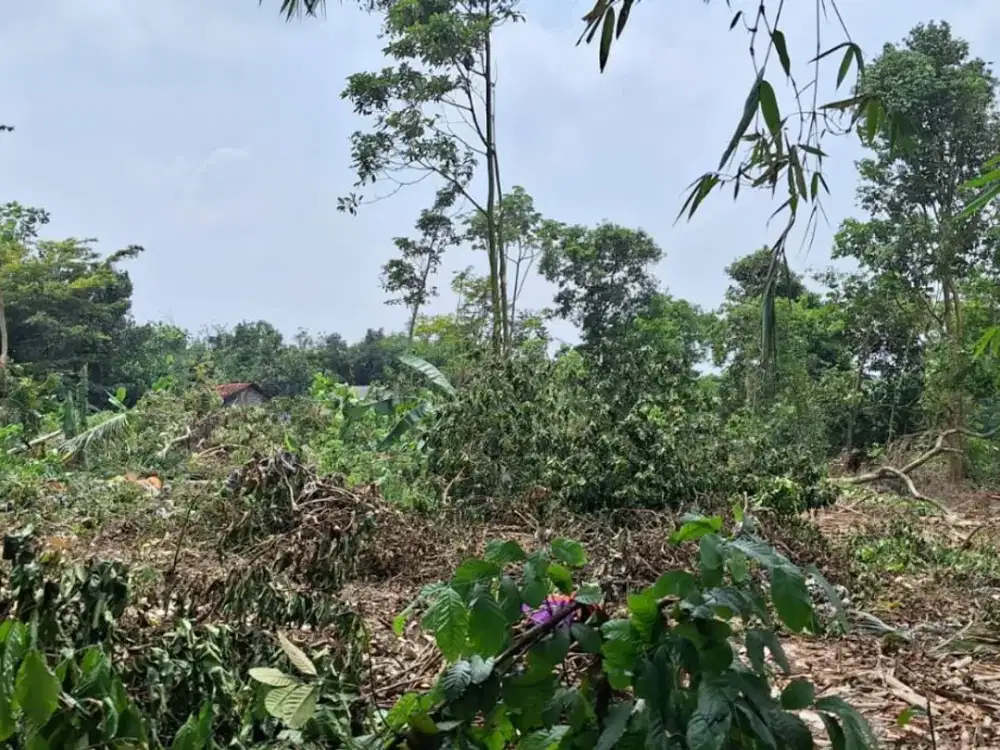 Tanah Murah Cisauk 1Jtan/m - Pinggir Jalan 10 Menit Tol Legok/Stasiun Jatake