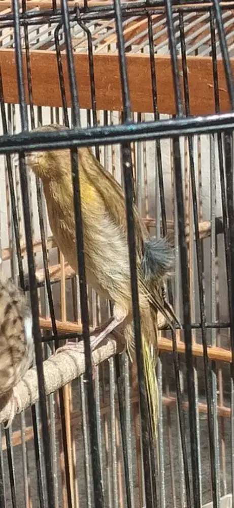 Paud Jantan Mulus no minus