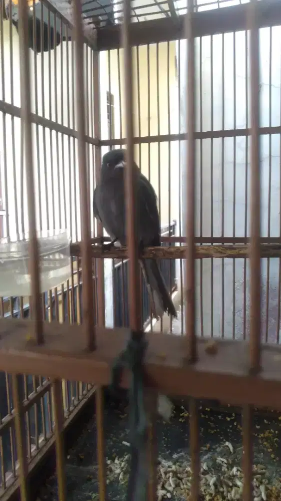 Srigunting abu2 jantan pur total