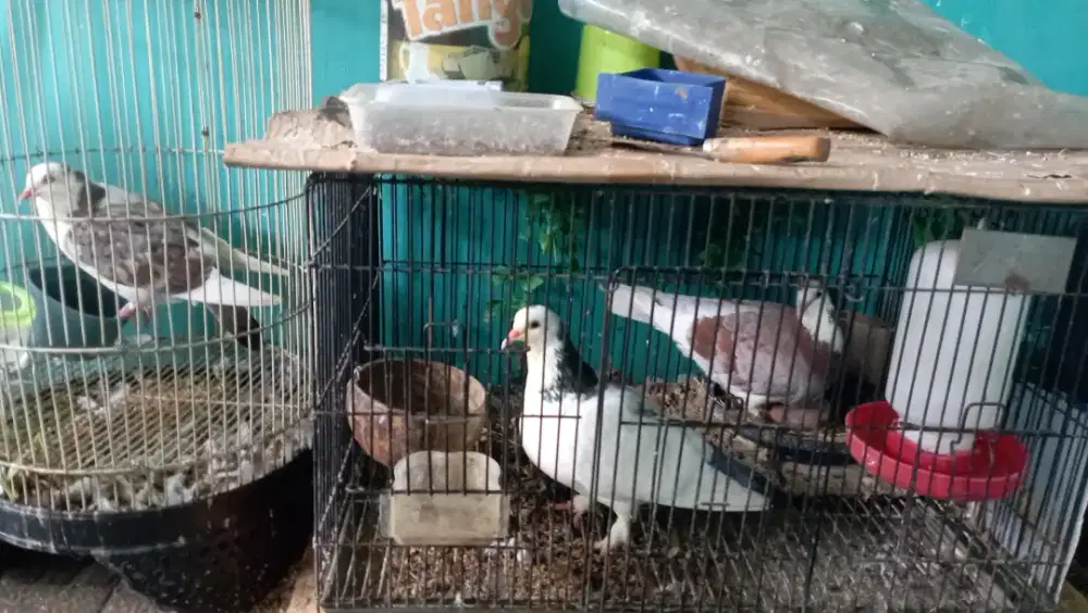 Burung Merpati blantong