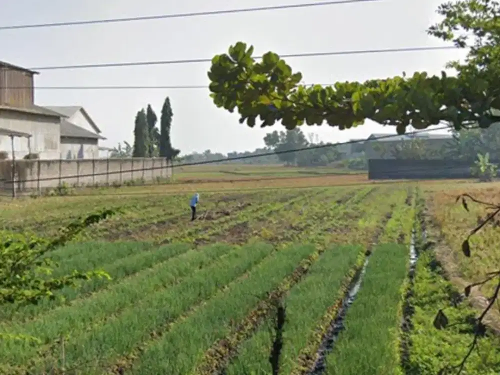 Disewakan Lahan Zona Industri Lokasi Strategis Masaran,Sragen Luas 3600m2