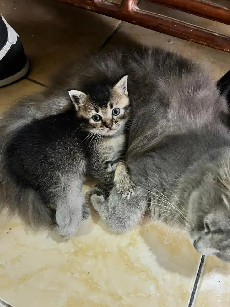 kitten persia medium