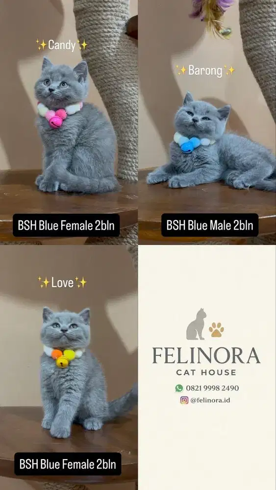 Kitten BSH British Shorthair Blue