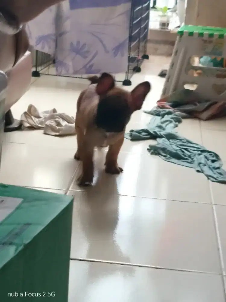 French bulldog open adop