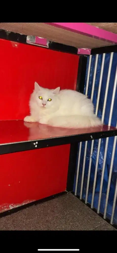 persia mix mainecoon