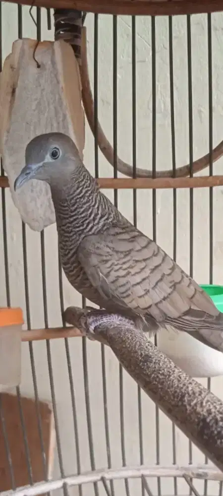 Perkutut cemani Majapahit gacor