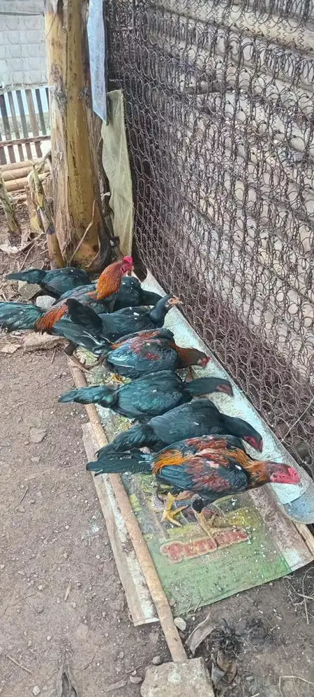 Ayam Adu Ayam Bangkok