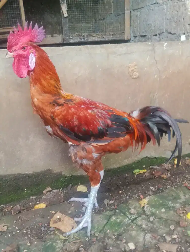 AYAM PELUNG JANTAN