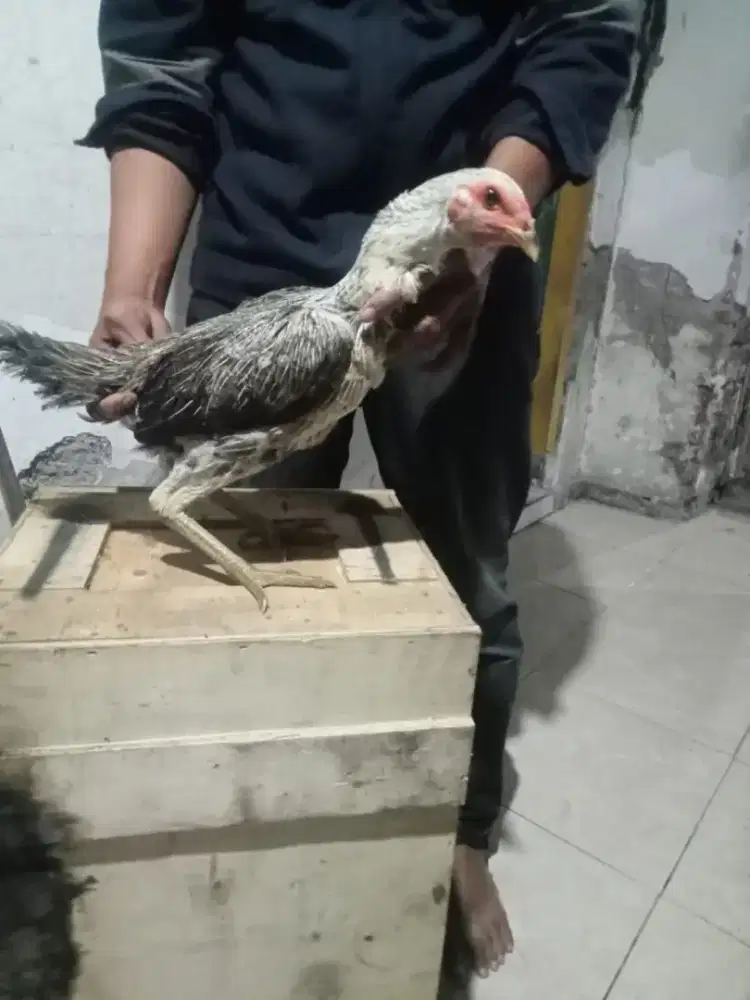 Ayam Pama buduran sidoarjo