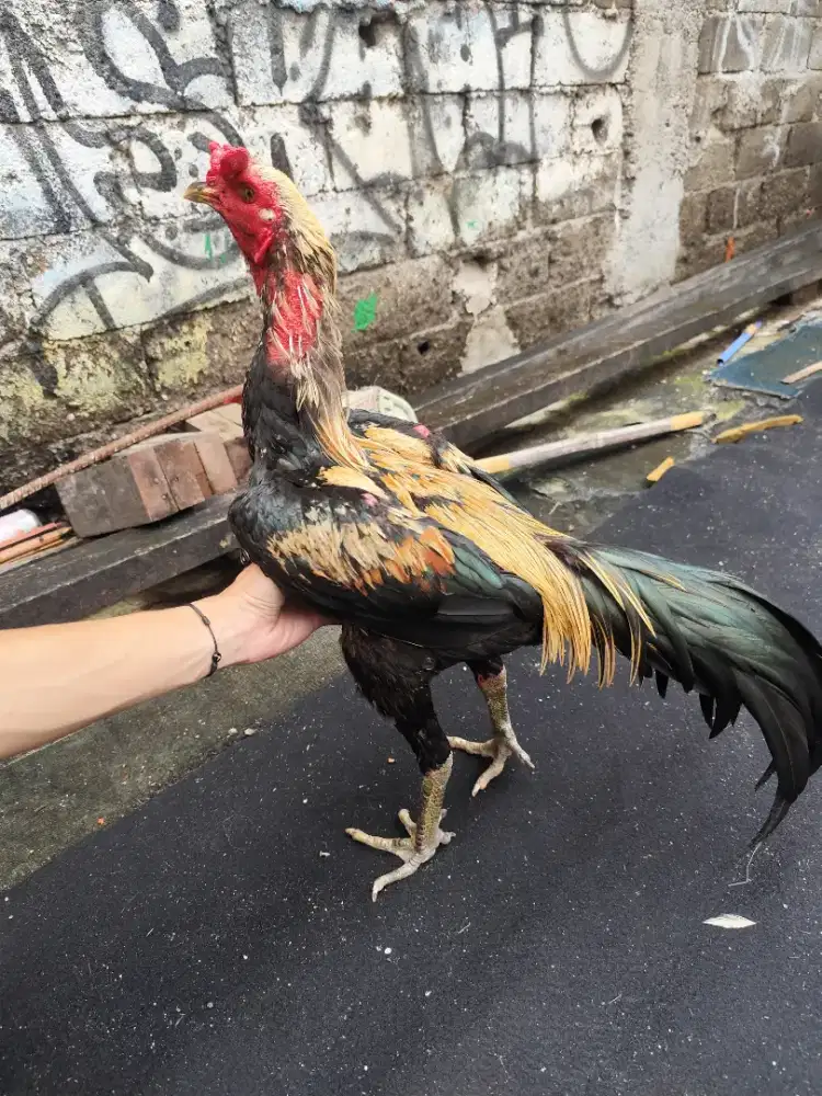 Ayam mangon bangkok pama
