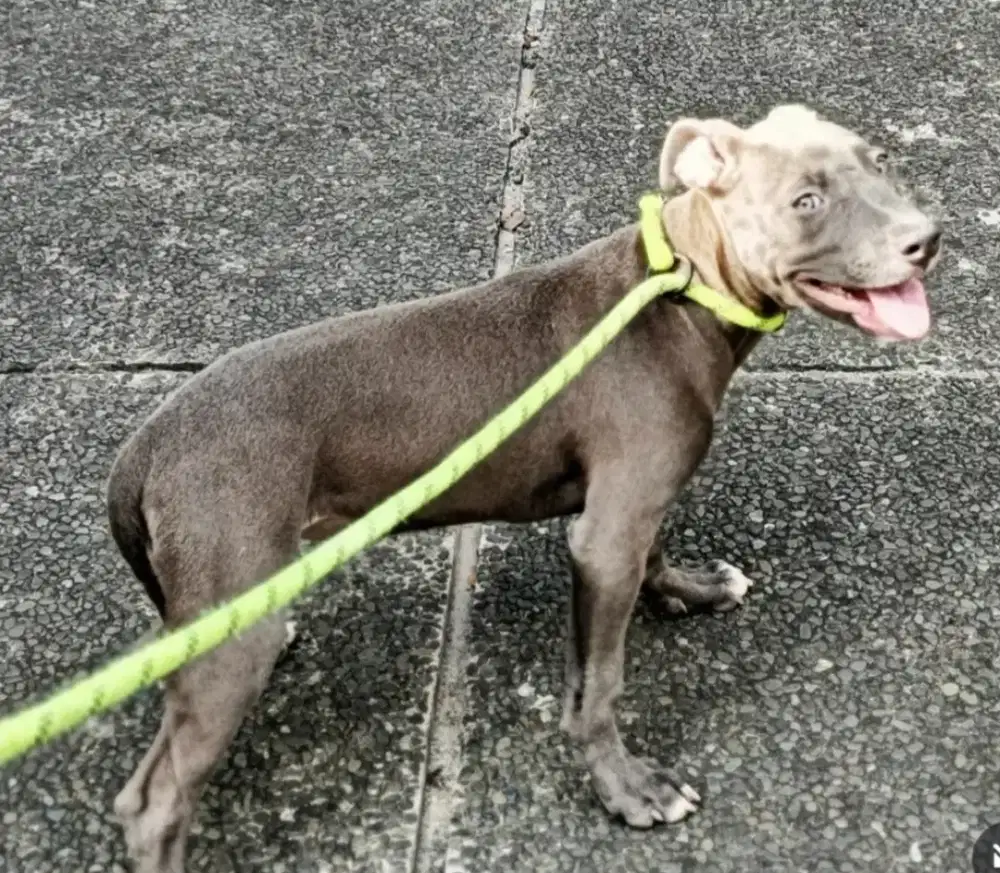 ANJING PITBULL betina CUCU BANJO MANG BEBEN