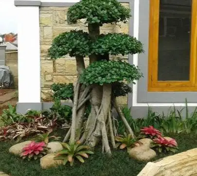 tukang taman sejak1994 berpengalaman