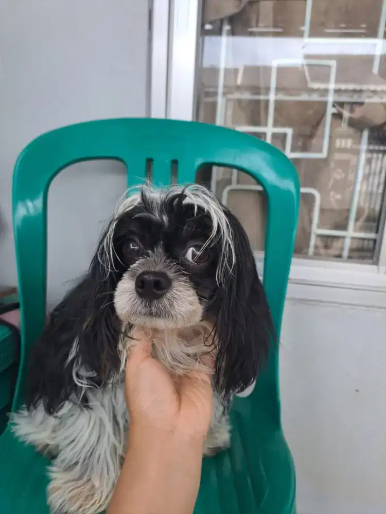 Dijual Anjing  Shitzu