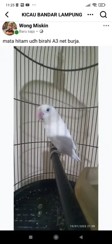 Lovebird albino mata hitam