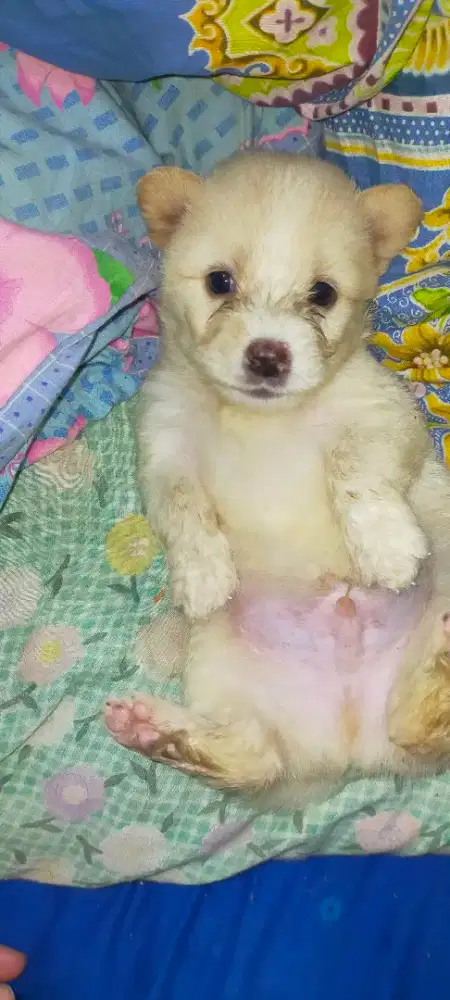Anjing mix Chihuahua betina, usia 3 BLN
