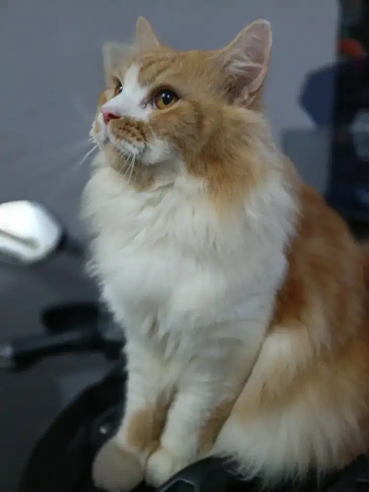 Open Adopsi Kucing Persia Medium Long Hair