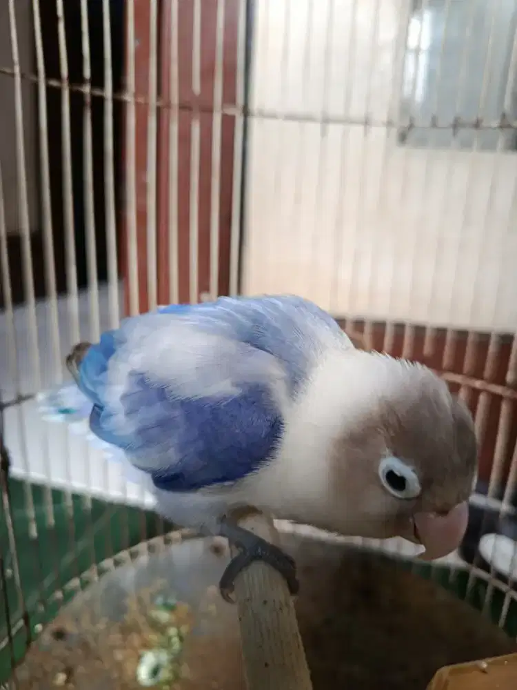 Love Bird  Betina Warna Cantik Siap Ternak