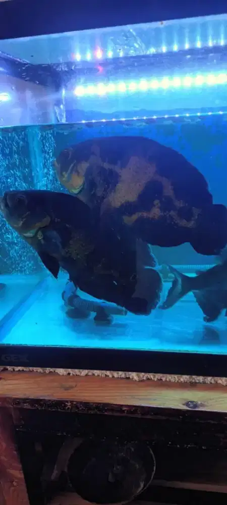 Oscar dan Bawal jual semua paketan