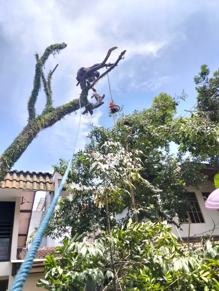 Jasa tebang pohon dan potong rumput