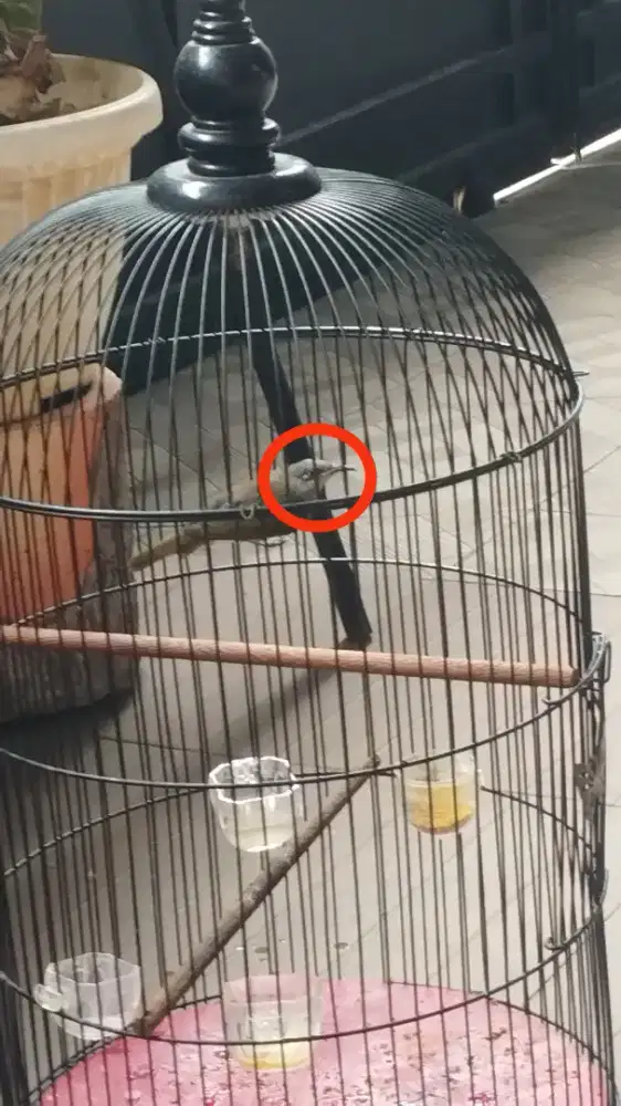 Cucak kombo bahan rawatan