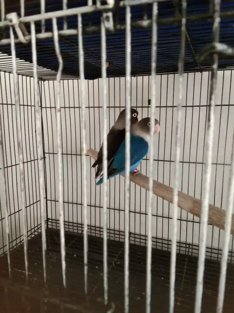 Sepasang Love Bird
