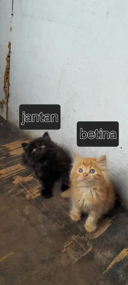 Kitten Munchkin non standar (ns)