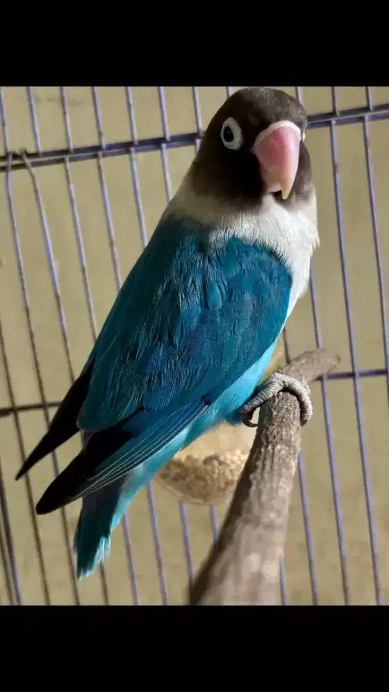 Love Bird Mangsi Rajin Bunyi