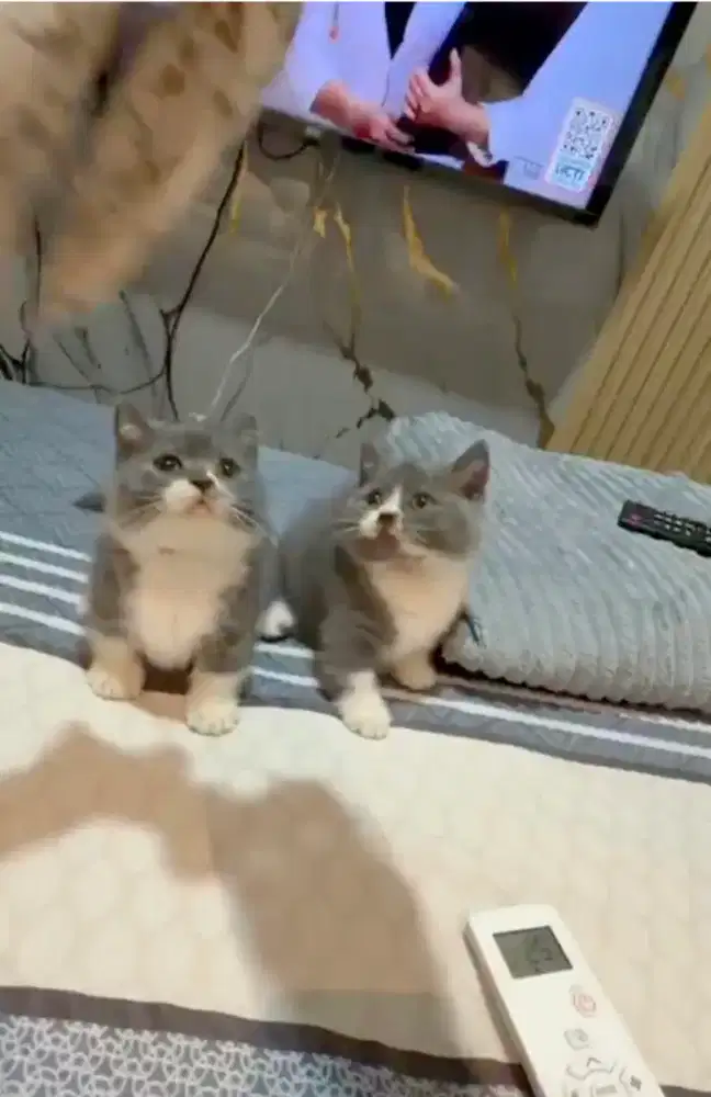 Bsh munchkin bicolor