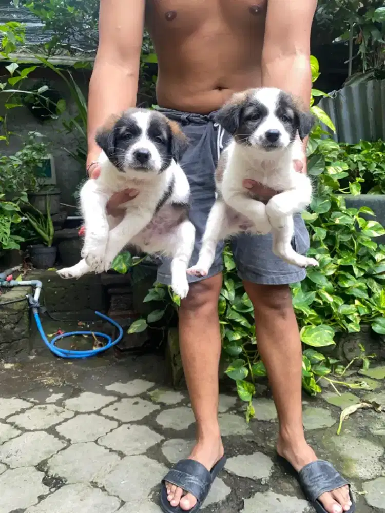 Puppy Chihuahua Long Hair Mix