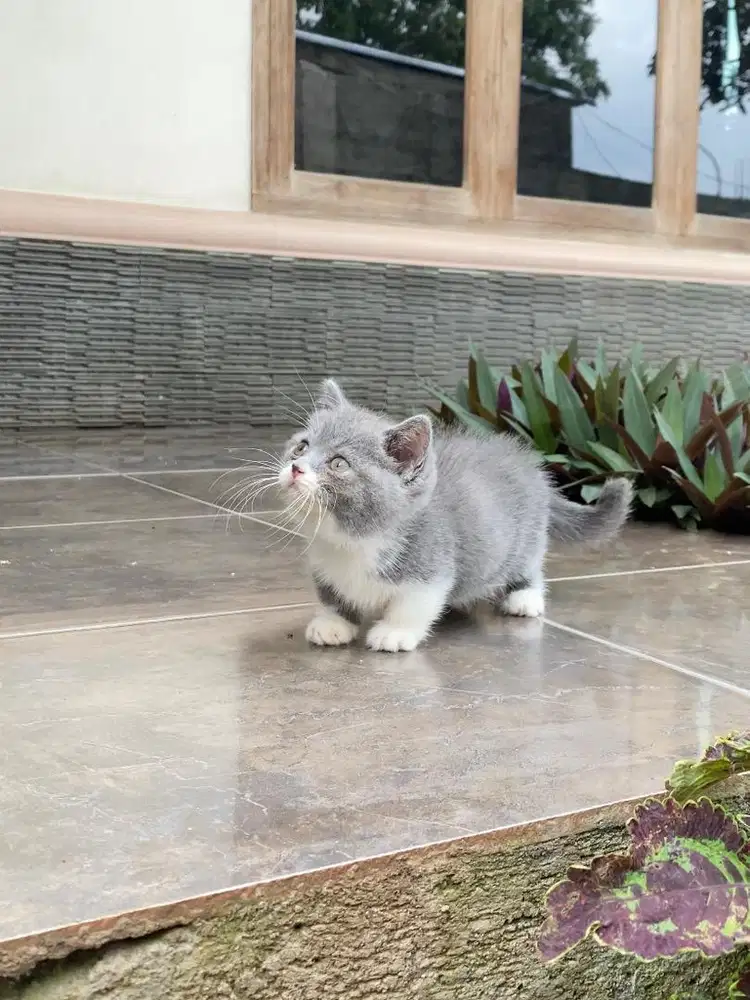 Kucing kitten british shorthair munchkin bsh