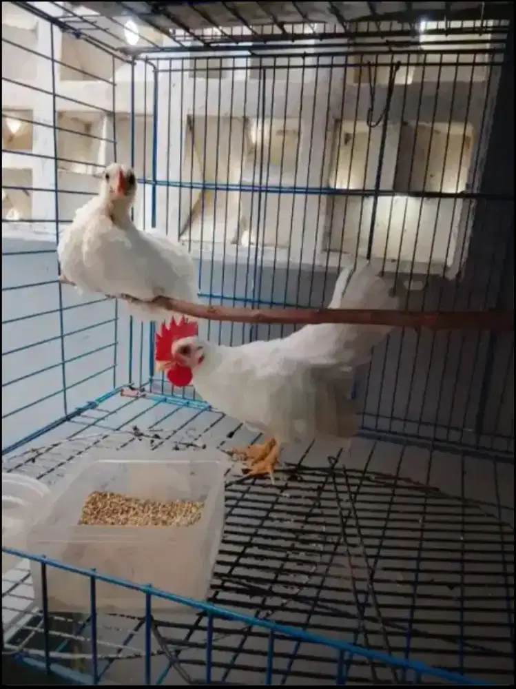 Ayam Kate Jantan Betina