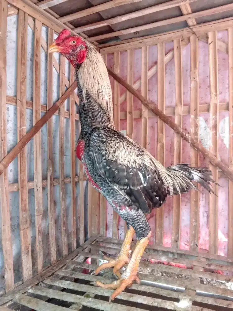 Tinggal nuntasin mabung perdananya, BK Koytrad ayam pukul