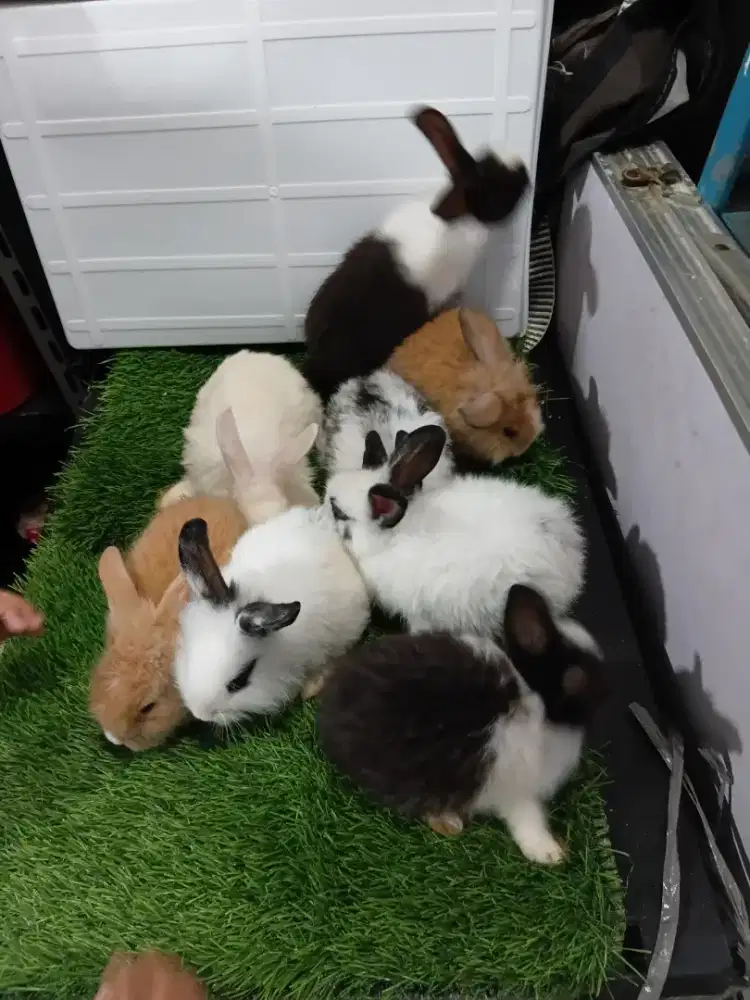 Kelinci anggora /topeng