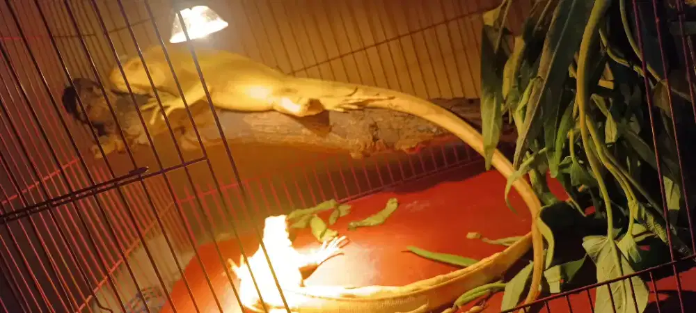 Jual 2 Iguana Albino sehat dan jinak