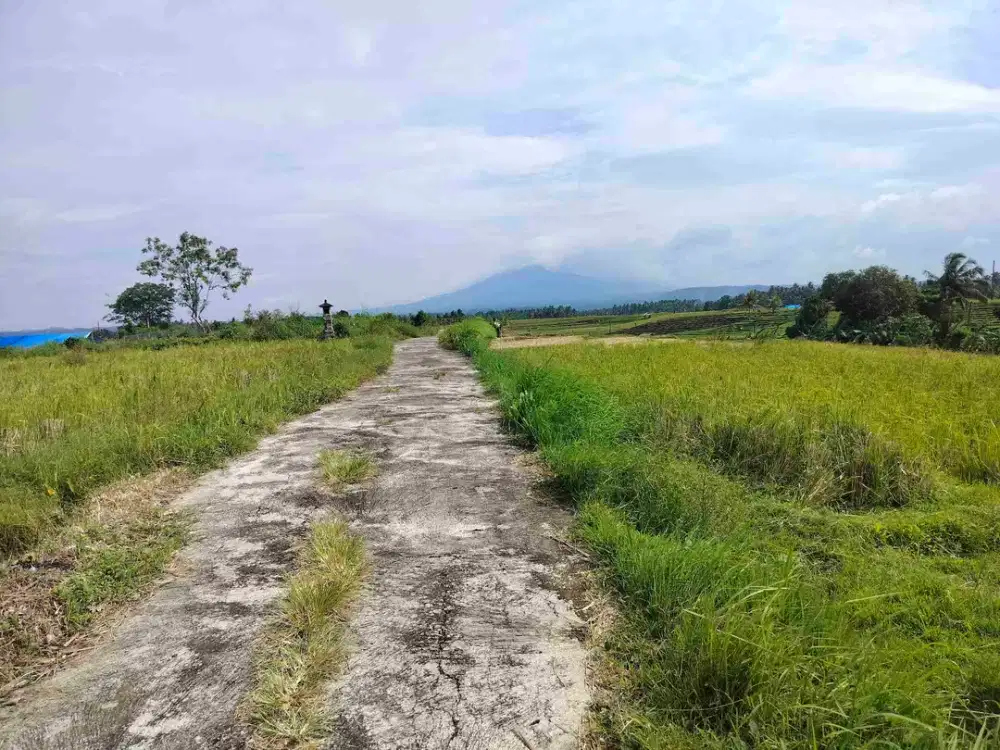 jual tanah murah lokasi di desa brengbeng selemadeg